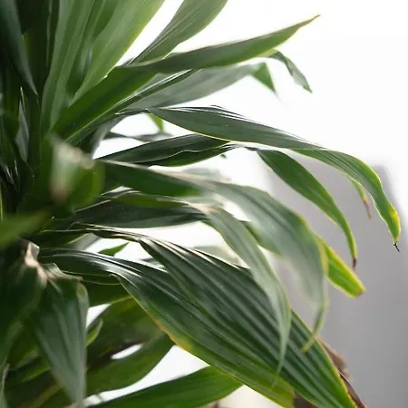 Leticia Santorini With Heated Jacuzzi 别墅 *